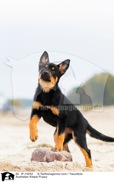 Australian Kelpie Puppy / IF-14252