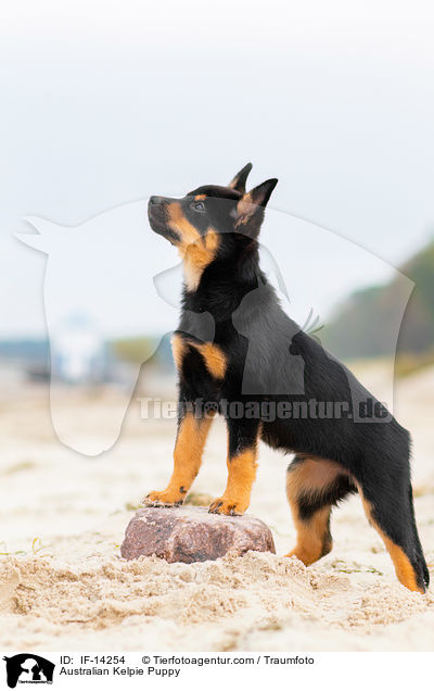 Australian Kelpie Puppy / IF-14254