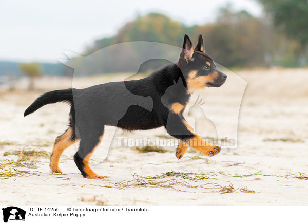 Australian Kelpie Puppy / IF-14256