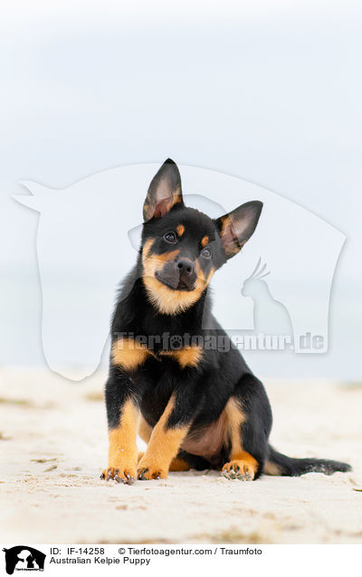 Australian Kelpie Puppy / IF-14258