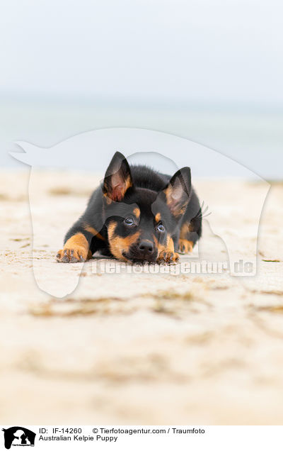 Australian Kelpie Welpe / Australian Kelpie Puppy / IF-14260