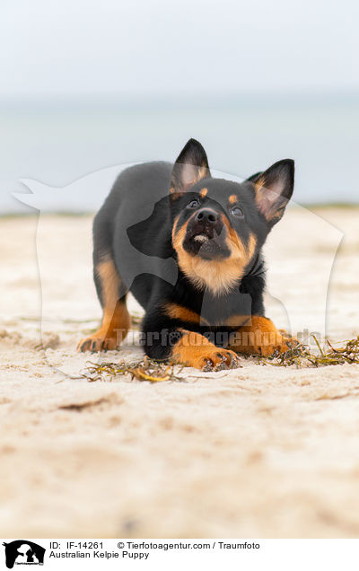 Australian Kelpie Puppy / IF-14261