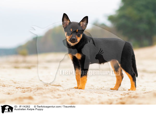 Australian Kelpie Puppy / IF-14262