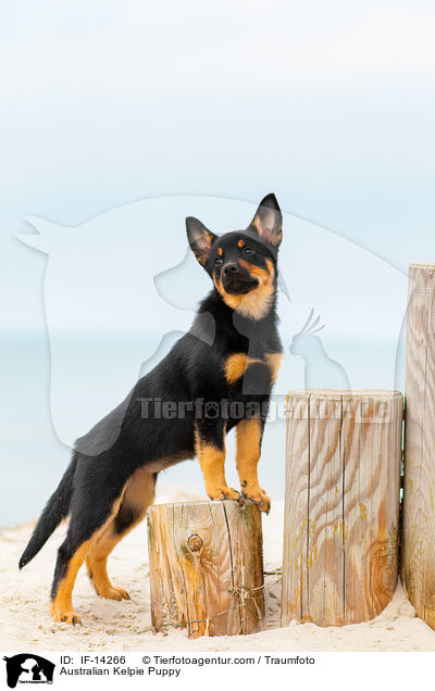 Australian Kelpie Puppy / IF-14266