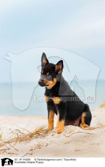 Australian Kelpie Welpe / Australian Kelpie Puppy / IF-14269