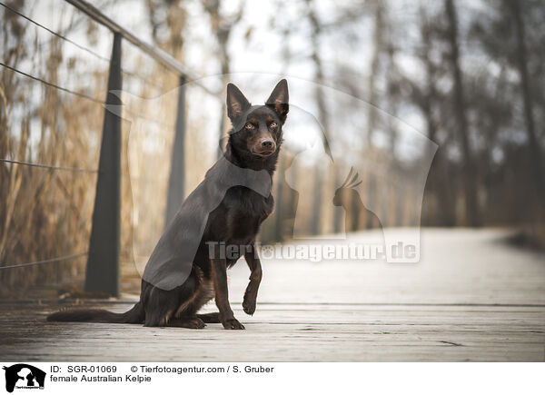 female Australian Kelpie / SGR-01069