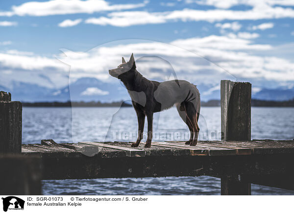 female Australian Kelpie / SGR-01073