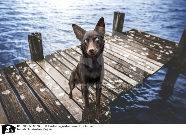 female Australian Kelpie / SGR-01076