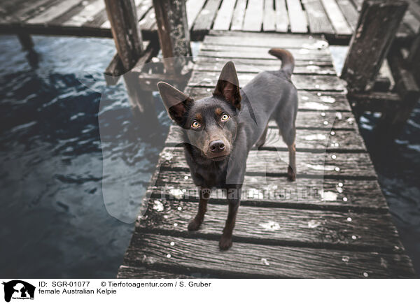 female Australian Kelpie / SGR-01077