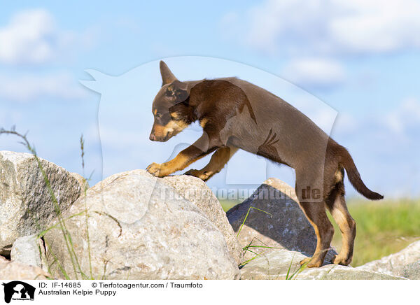 Australian Kelpie Puppy / IF-14685