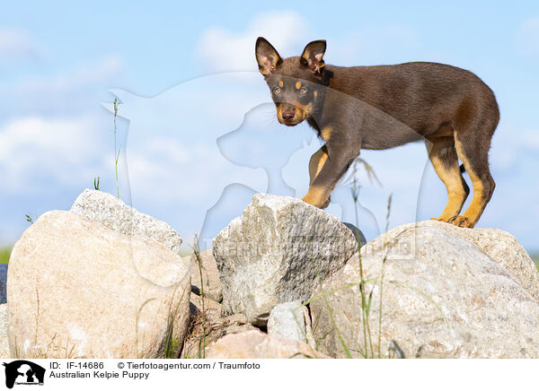 Australian Kelpie Welpe / Australian Kelpie Puppy / IF-14686