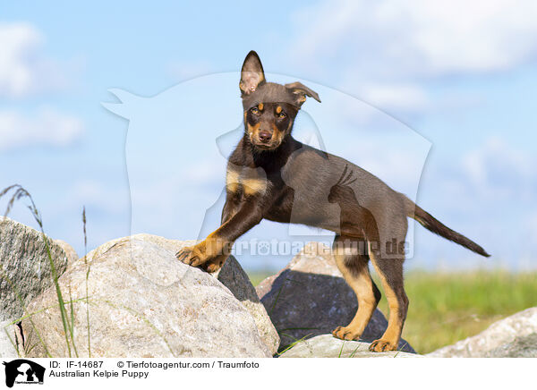 Australian Kelpie Puppy / IF-14687