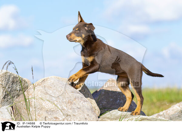 Australian Kelpie Welpe / Australian Kelpie Puppy / IF-14688