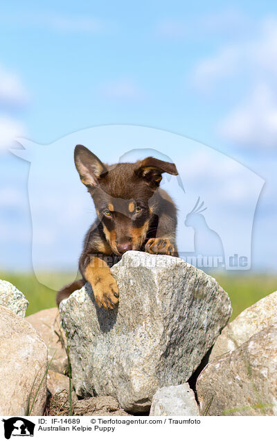 Australian Kelpie Puppy / IF-14689