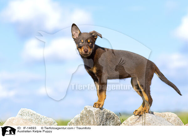 Australian Kelpie Puppy / IF-14693