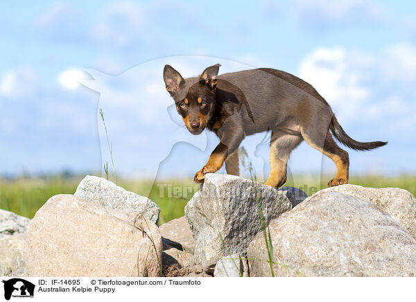 Australian Kelpie Puppy / IF-14695