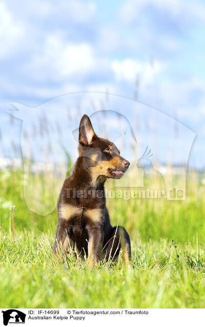 Australian Kelpie Puppy / IF-14699