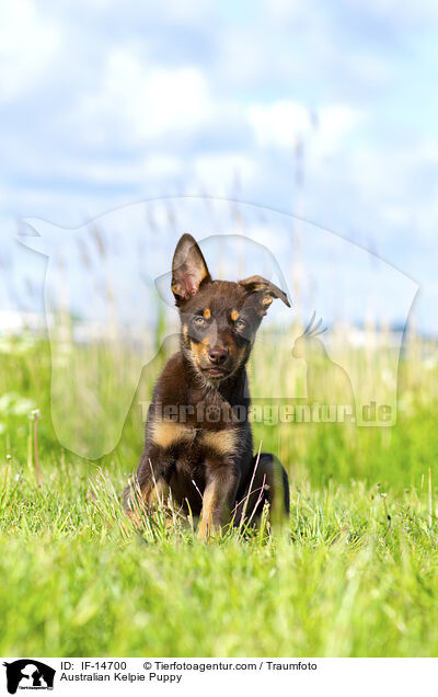 Australian Kelpie Welpe / Australian Kelpie Puppy / IF-14700