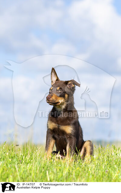 Australian Kelpie Puppy / IF-14707