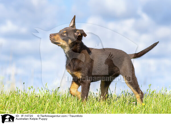 Australian Kelpie Welpe / Australian Kelpie Puppy / IF-14720