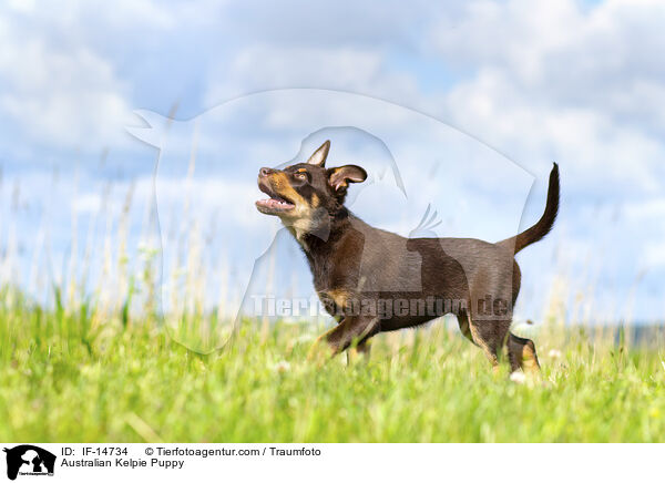 Australian Kelpie Welpe / Australian Kelpie Puppy / IF-14734