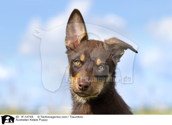 Australian Kelpie Welpe / Australian Kelpie Puppy / IF-14749