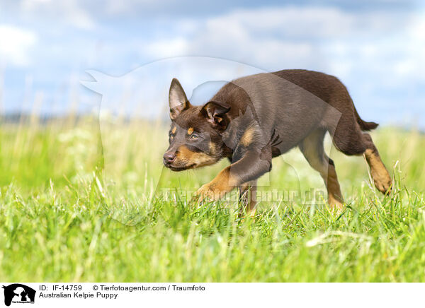 Australian Kelpie Welpe / Australian Kelpie Puppy / IF-14759