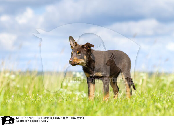 Australian Kelpie Welpe / Australian Kelpie Puppy / IF-14764