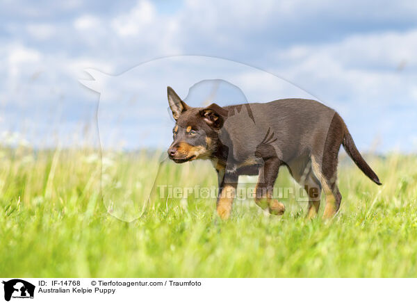 Australian Kelpie Puppy / IF-14768