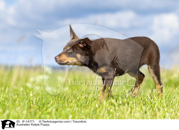 Australian Kelpie Puppy / IF-14771