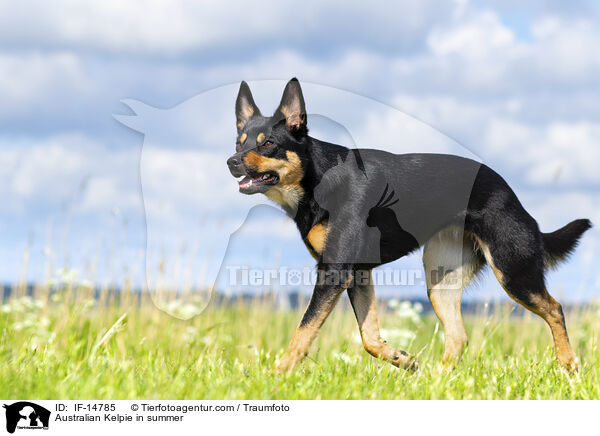 Australian Kelpie im Sommer / Australian Kelpie in summer / IF-14785