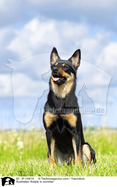 Australian Kelpie im Sommer / Australian Kelpie in summer / IF-14814