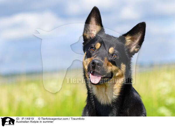 Australian Kelpie im Sommer / Australian Kelpie in summer / IF-14819