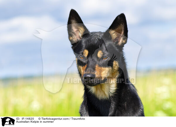 Australian Kelpie im Sommer / Australian Kelpie in summer / IF-14820