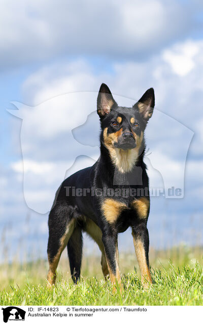 Australian Kelpie im Sommer / Australian Kelpie in summer / IF-14823