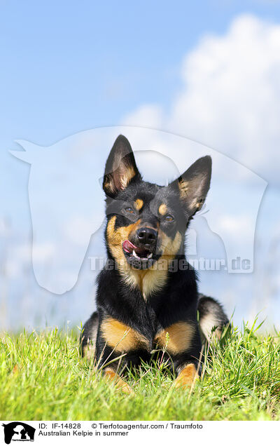 Australian Kelpie im Sommer / Australian Kelpie in summer / IF-14828