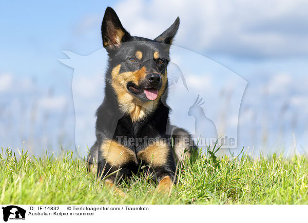 Australian Kelpie im Sommer / Australian Kelpie in summer / IF-14832