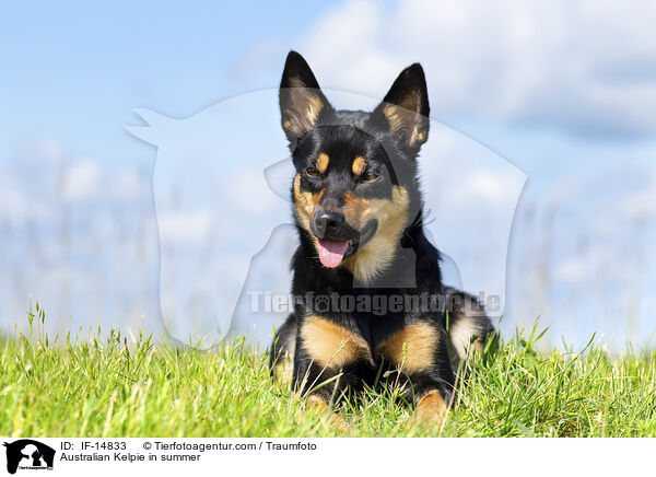 Australian Kelpie im Sommer / Australian Kelpie in summer / IF-14833