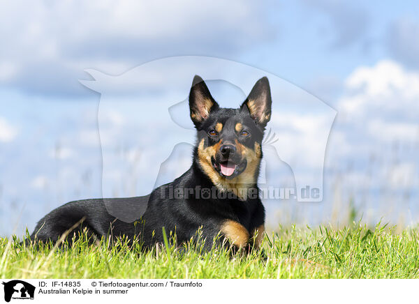 Australian Kelpie im Sommer / Australian Kelpie in summer / IF-14835