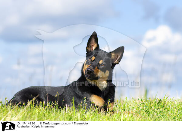 Australian Kelpie im Sommer / Australian Kelpie in summer / IF-14836