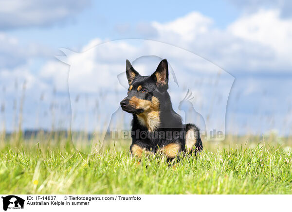 Australian Kelpie im Sommer / Australian Kelpie in summer / IF-14837