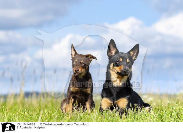 2 Australian Kelpies / 2 Australian Kelpies / IF-14839