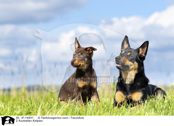 2 Australian Kelpies / 2 Australian Kelpies / IF-14841