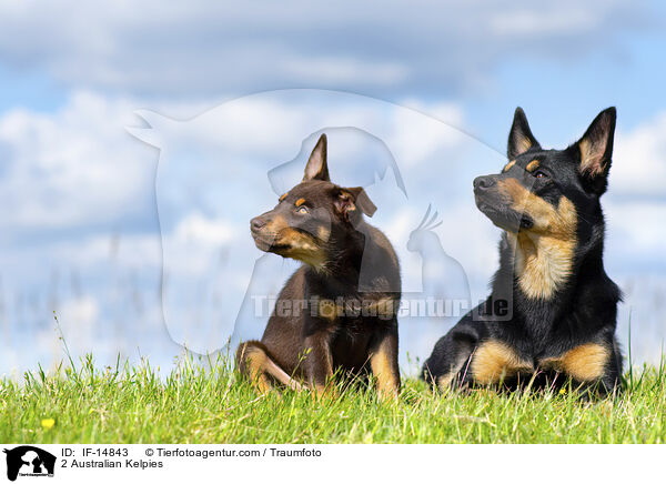 2 Australian Kelpies / 2 Australian Kelpies / IF-14843