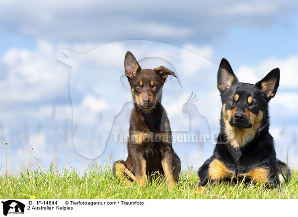 2 Australian Kelpies / 2 Australian Kelpies / IF-14844