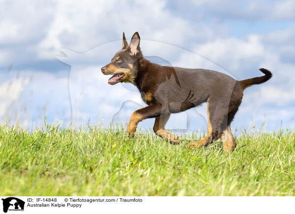 Australian Kelpie Welpe / Australian Kelpie Puppy / IF-14848