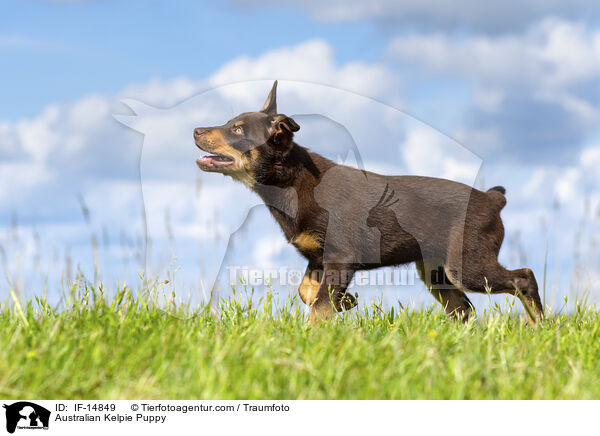 Australian Kelpie Welpe / Australian Kelpie Puppy / IF-14849