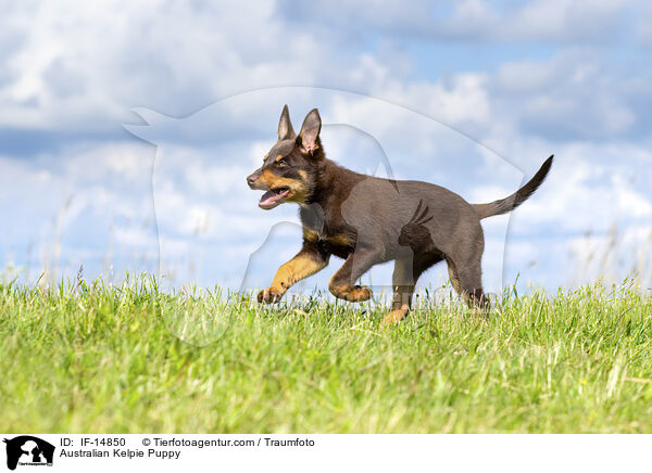 Australian Kelpie Welpe / Australian Kelpie Puppy / IF-14850