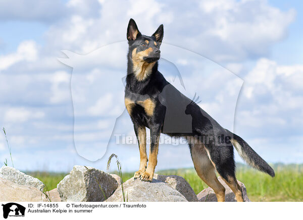 Australian Kelpie in summer / IF-14855