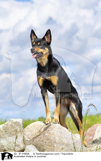 Australian Kelpie im Sommer / Australian Kelpie in summer / IF-14856